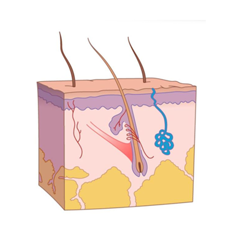 汗腺,大汗腺,小汗腺